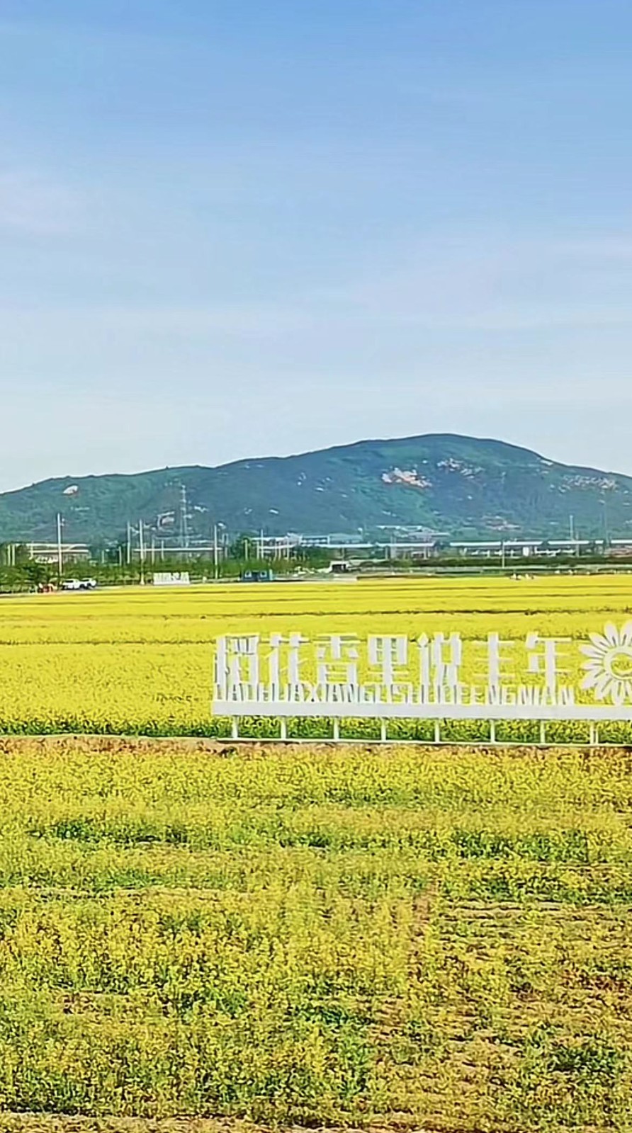 茶香巨峰聯(lián)合社茶香稻場美景.jpg