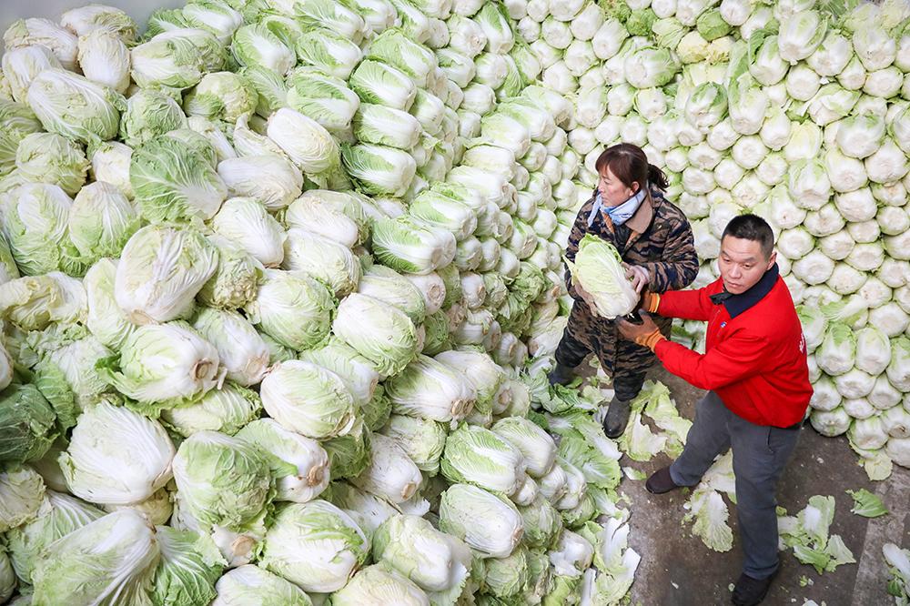 “菜籃子工程”建設惠民