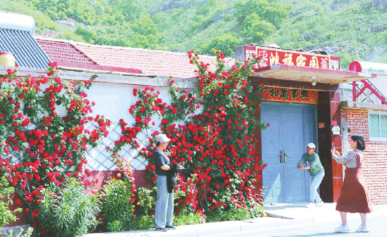 滿架薔薇開