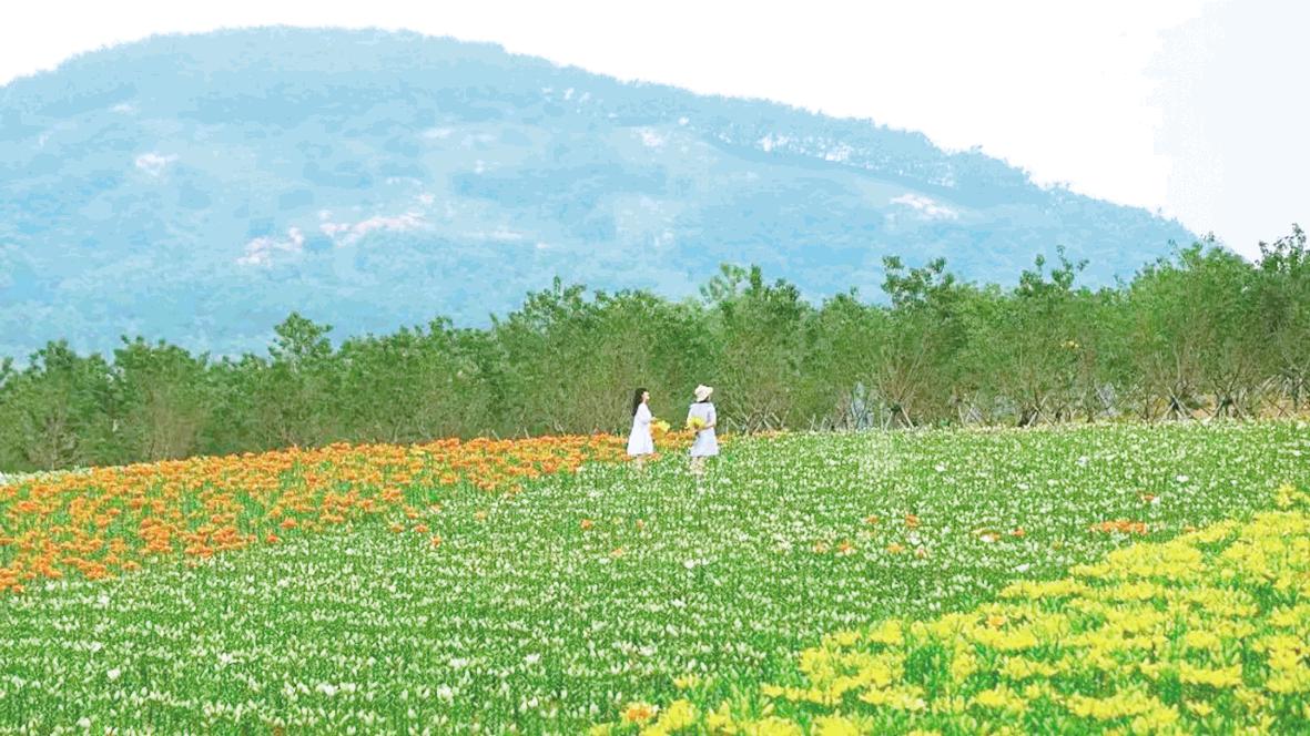 白鷺牧場百合盛放